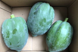 酵素の王様【青パパイヤ】1.5kg