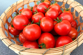 【トマトの予約】旬の夏野菜　糖度の高いフルーツトマト　フルティカ　3ｋｇ　甘いミディトマト