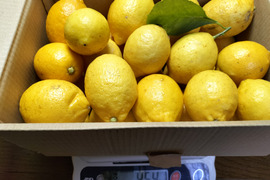 広島県産フレッシュ！春レモン《約25〜30個入》4kg