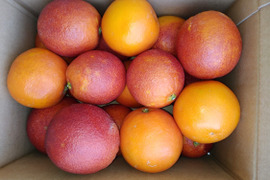 【希少】ブラッドオレンジ   約2.5kg