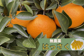 【栽培中農薬不使用】
ハッサク(八朔)　箱込み4.5㎏以上　1個200g～300g（Ｓ・Ｍサイズ）