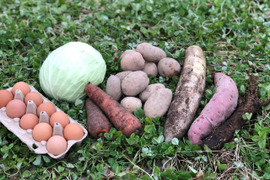 【北海道発】【キャベツも入ります】平飼い鶏の有精卵＆季節の有機野菜セット【冬ヴァージョン】