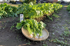 お待たせです！葉も食べる小かぶ1.2kg