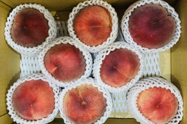 【8月お届け】今年の夏はこれ！糖度計を振り切った極甘桃(贈答用3kg、特大7-8玉)