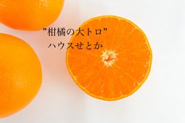 これぞまさに！【柑橘の大トロ👑】果汁溢れる💓ハウスせとか”ドルチェみかんシリーズ”✨箱込1kg