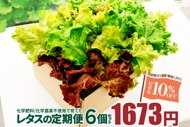 新鮮採れたて！化学肥料/化学農薬不使用だから安心して食べられる！レタスの定期便 6個セット