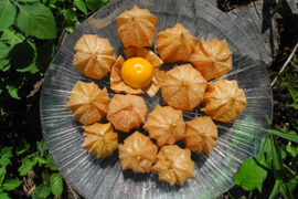 【希少！数量・期間限定！】「食べる宝石」ほおずき500g（約50粒前後）