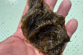 天然の糸モズク　期間限定