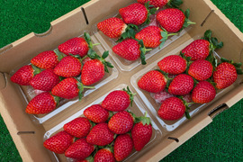 採れたて完熟「とちおとめ」約260g✕4パック