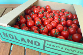 【年間1万人以上が訪れるトマト農園】ミニトマト