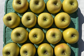 シャキシャキ！サクサク！シナノゴールド 約5kg 信州りんご