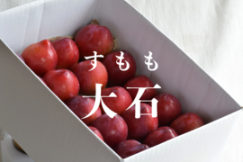 【2026年先行予約】【すもも・大石】くっきり酸味！お菓子作りには絶対コレ！ 約40玉