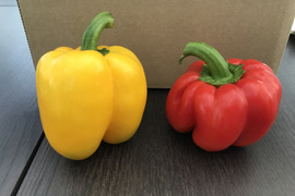 ふぞろい新鮮パプリカ（赤・黄）6個入