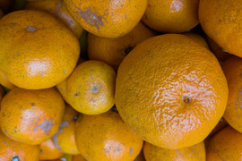 樹上完熟の倉出し　ジュース用 中生みかん（10K）