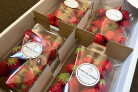 【不揃い･スターナイト】宮城蔵王産 いちご 250ｇ×4ｐ