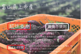 『紅はるか』 農薬不使用 お芋の女王 高栄養土壌 10kg さつまいも サツマイモ