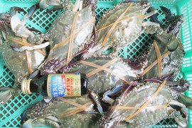 【20％OFF設定中】冷凍ガザミ オス大サイズ ２kg（約6杯）★ワタリガニ ガサミ　がさみ　渡り蟹　わたりがに 冷凍カニ 冷凍蟹 梭子蟹  ケジャン 松島牡蠣屋 雄