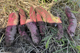 [埼玉寄居発] さつまいも紅はるか2kg