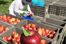 【ご予約受付中】🍎紅玉🍎5kg すっぱいりんご❗低農薬で皮ごと安心✨キズなし良品🎁 予約 旬 人気 お菓子作りにも最適🍴特別栽培認証