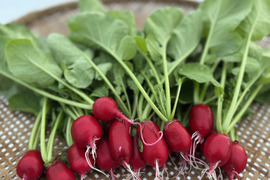 さかなが作った究極のスペシャリティ野菜　リーフレタス&サニーレタスセット270g ×2株ラディッシュ5株セット