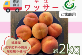 生産農家直送 早生ワッサー ご家庭用 2kg 長野県産 化学肥料不使用 除草剤不使用 人にやさしく環境にもやさしい