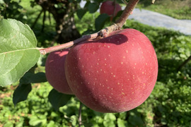 リンゴ🍎🍏フジと王林のコラボレーション 5k g 家庭用