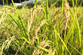 農薬化学肥料不使用・お弁当やおにぎりにオススメ！『たきたて』玄米5kg 令和７年産　信州佐久穂町　うるち米