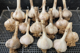 ✨🧄【今だけの風味】平戸ニンニク｜みずみずしく旨味あふれる旬のニンニク約2kg｜農薬・化成肥料不使用🧄✨