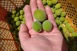自然栽培！採りたて青梅★【小さめサイズでいろいろ】1Kg