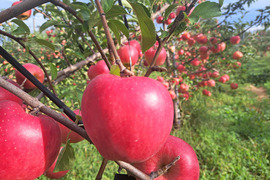 【9月下旬ころ収穫】華宝（かほう） 食べごたえ抜群！注目の早生りんご 家庭用 2.5kg (6〜13個)