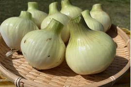 甘くみずみずしい　❣❣　　　　
　九十九里産　新玉ねぎ　4Kg