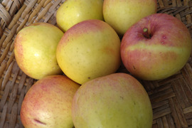 りんご　ぐんま名月　約６８％　農薬カット　２０個くらい　小玉多め　キズ等、黒点、虫食い混じり有り