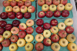 【贅沢４品種ミックスりんごBOX】信州安曇野産りんご5kg家庭用🍎12個～20個入り※化学合成農薬約40%削減