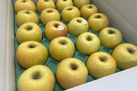 【ロマンシリーズ】　藤原ロマン　家庭用小玉 約5kg（20～23玉）