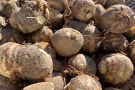 ねっとり甘い！里芋「八名丸」 10kg 無選別 さといも