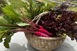 旬の野菜を堪能できる。朝採れ自然栽培野菜セット　５～７種類　約１～２kg