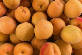 【限定一箱】自然栽培の杏（あんず）生食・加工用3kg（品種・信州大実、大小混合）
