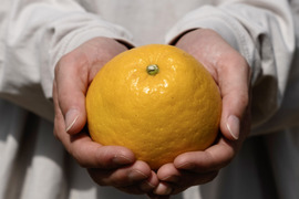 【訳あり】河内晩柑 2kg【ほのかな甘みに爽やかな酸味】