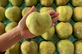 山形特選ラフランス加工用5キロ【コンポートなどに】