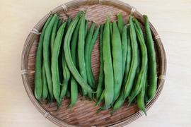 丸莢インゲン＆平莢モロッコ (各300g、計600g)