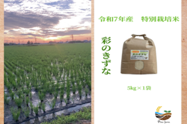 R7年産特別栽培米　彩のきずな　5㎏
