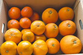 【レア3品種×キズ得】プチプチ食感・香り・甘さがそろった福岡柑橘セット 4.5kg (一部品種は外皮キズあり)