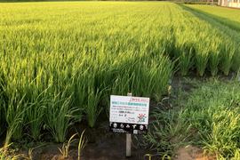 R7滋賀県きらみずき精米5kg