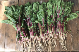 赤ほうれん草(200g×5)【漢方栽培】