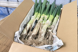 《今が旬！》お蚕さまも手伝う「泥付き長ねぎ」【2L～3L 15本】