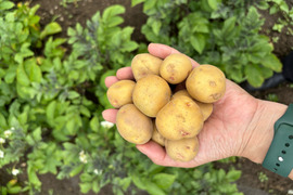 【皮ごとまるっと、食べきりサイズ】《きたあかり　箱入り２kg》　お子様も「皮ごとまるごと食べれる」ミニサイズ！　新じゃが！