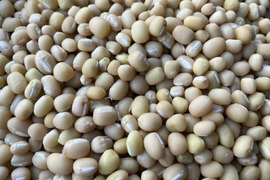 令和５年度産 備中白小豆(約500g)