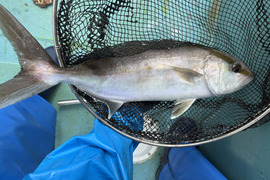 ▼高知県柏島産　【絶品 天然カンパチ】 食べやすい1.0~1.5kgサイズ！