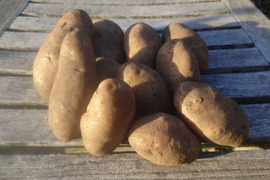 【ちょっと訳有❗】じゃがいも【ホッカイコガネ】大きさ色々　60サイズ　1.8kg　
※商品説明をご一読の上、「常温便」、「クール便」をご指定下さいませ