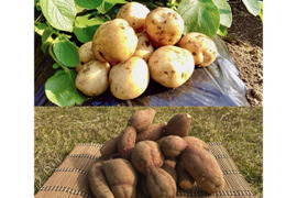 【期間限定】種子島産 新じゃが(S・M・L)＆熟成安納芋B品(S〜Mサイズ)｜合計 4kg 旬の味わいセット🍠🥔